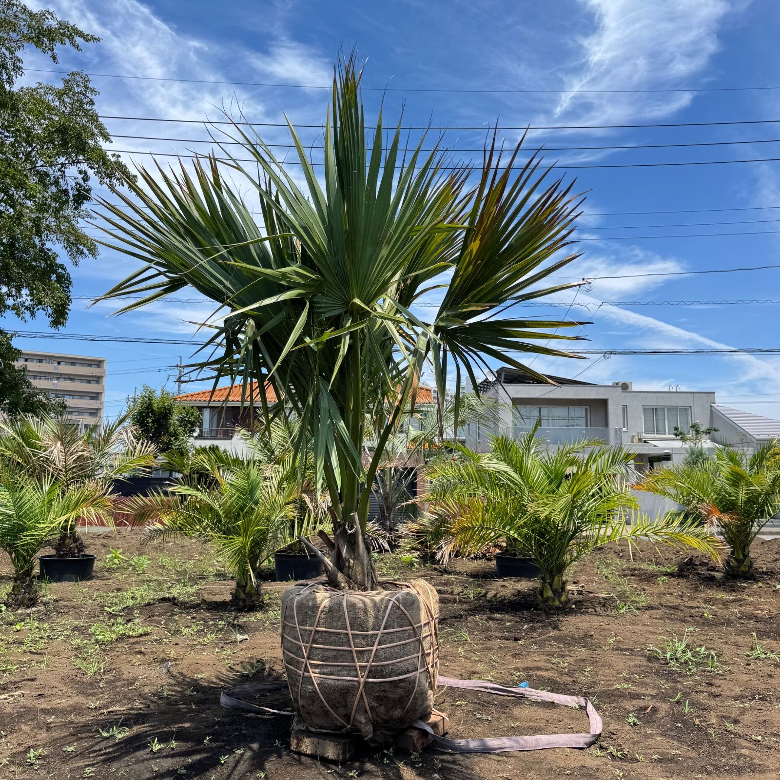 希少】2本立ち ソテツ 蘇鉄 ソテツ 2頭 ――ヤシ ココス サバル アガベ