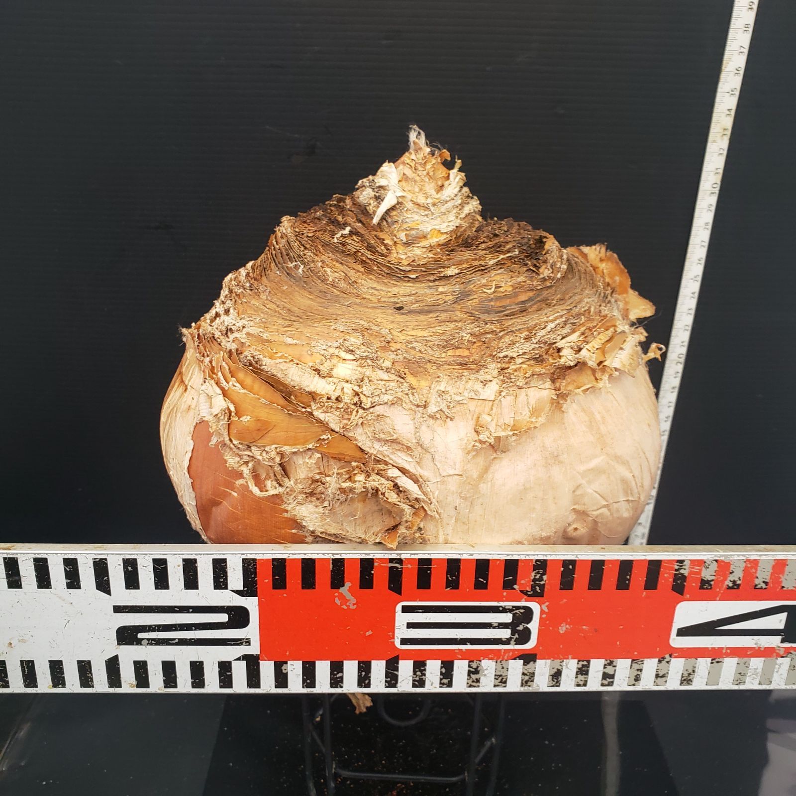 Z412 最新到着 Boophane ハエマンソイデス ML 現地球 抜き苗 球根植物 ブーファン ハエマンソイデス