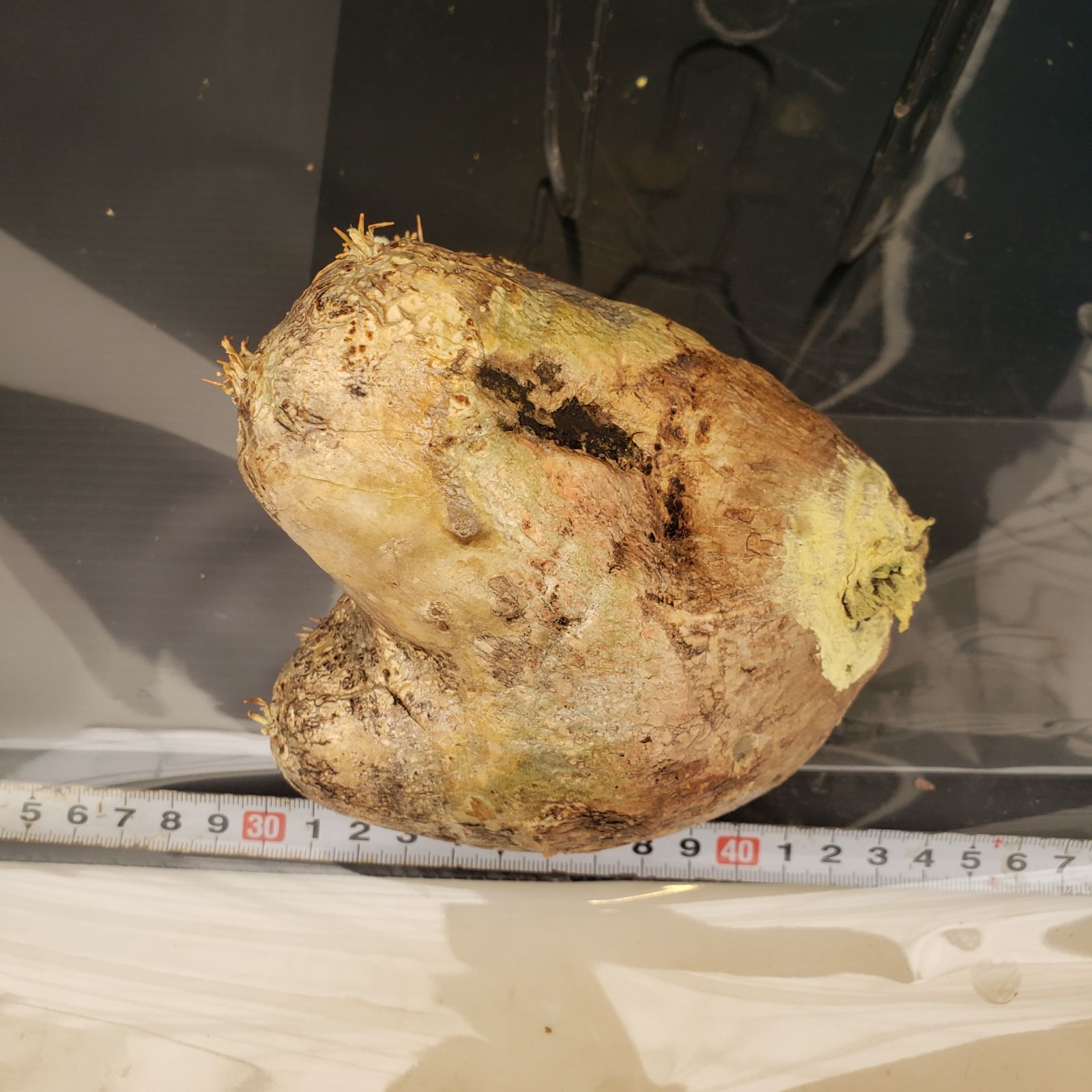 塊根植物 エブレネウム現地球 パキポディウム エブレネウム | GREEN LUCK