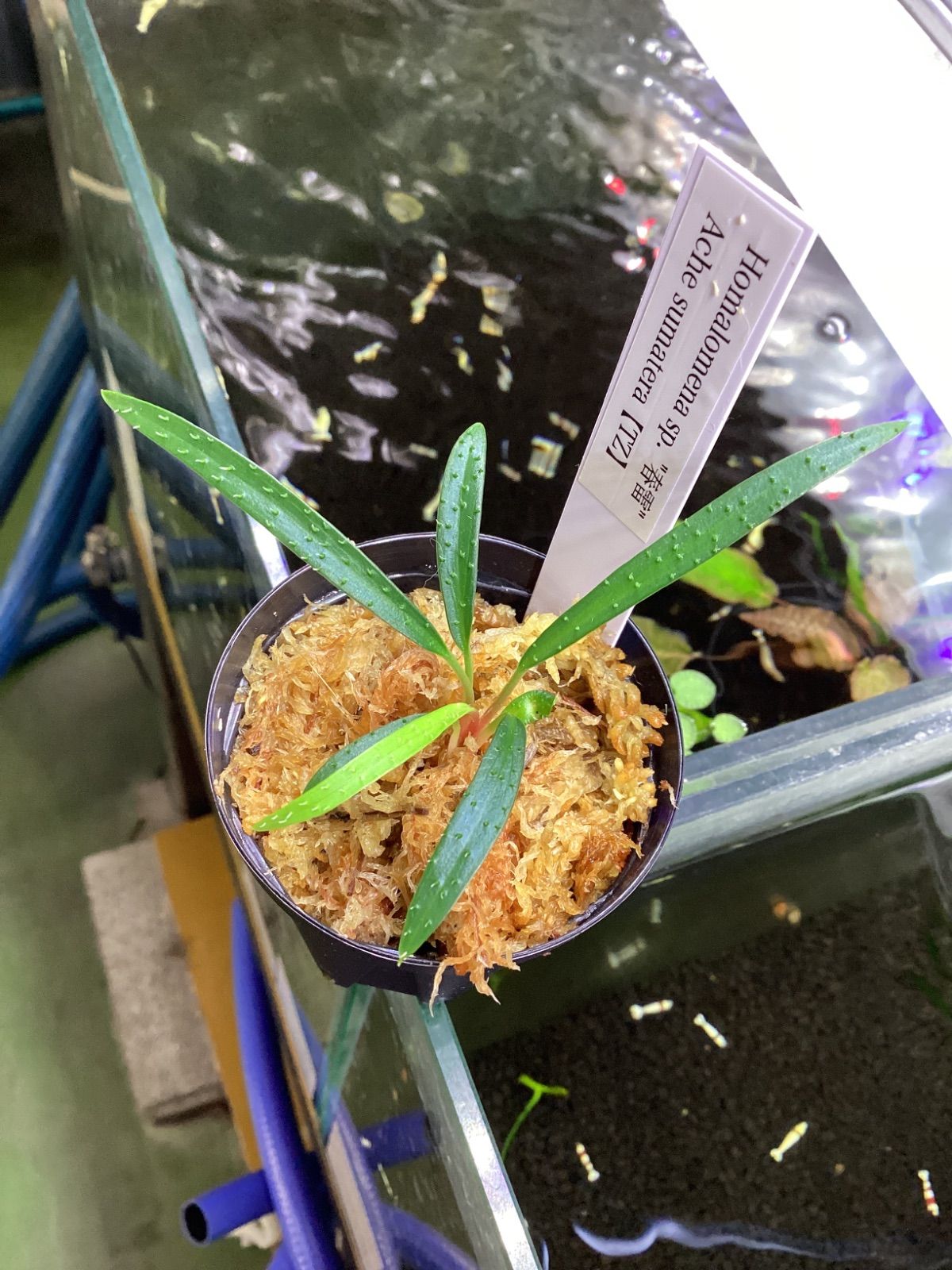 ビロウヤシ Homalomena sp. “春雷” Ache sumatera 【TZ】 LA便 Homalomena sp“黒兎