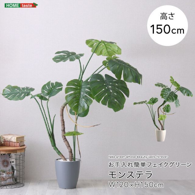 ビカクシダ『エレファントティス』板付け 1株 | Planet Plants