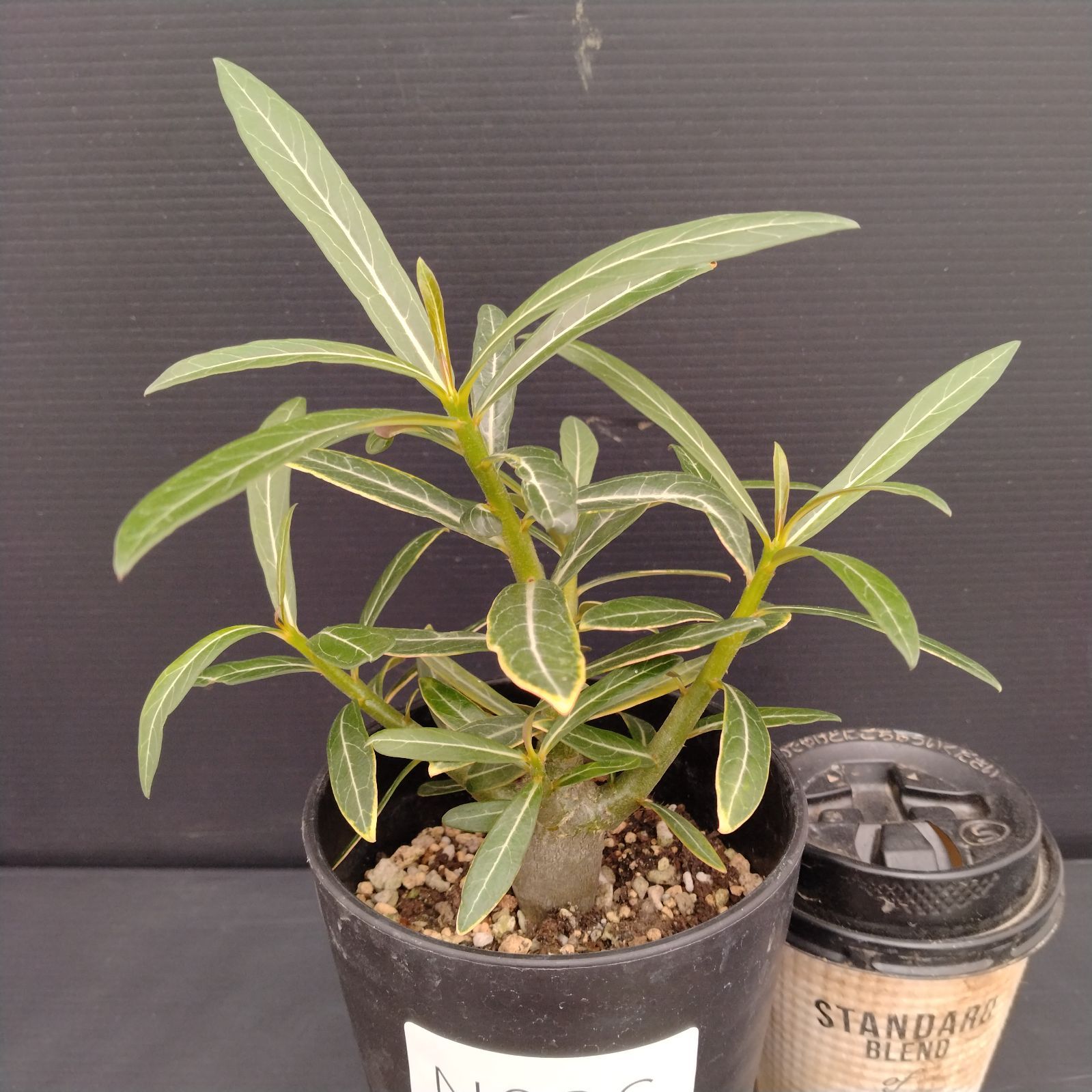 アデニア スピノーサ 現地球 アデニア スピノーサ | GREEN LUCK