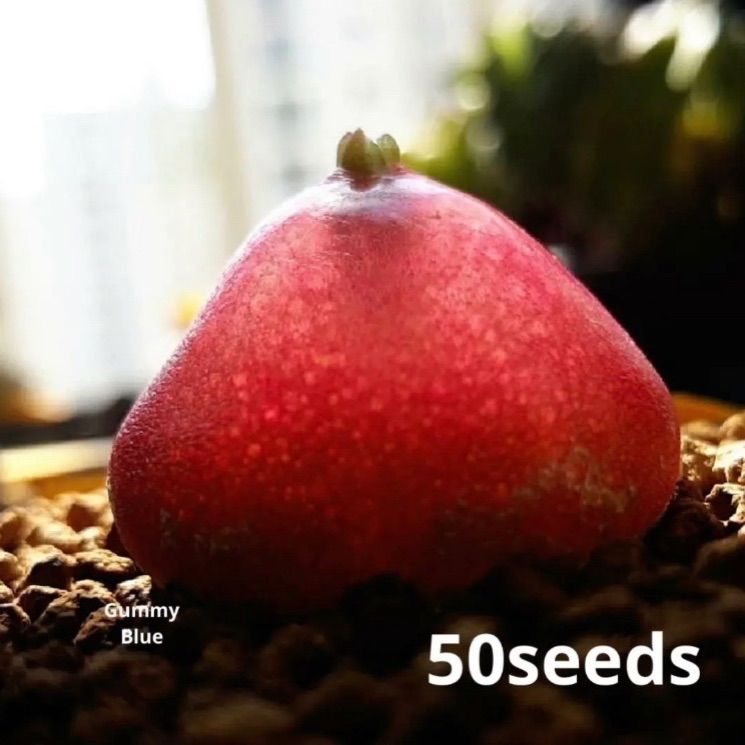 100つ多肉植物コノフィツム ブルゲリ タネ　種 多肉植物 コノフィツム ブルゲリ 種10粒 メセン