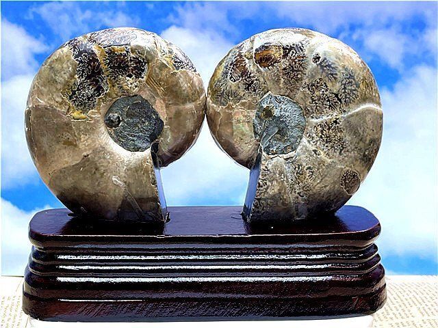 螺皿)貴重－アンモナイト縫合線オパール化石標本125U3-360U74