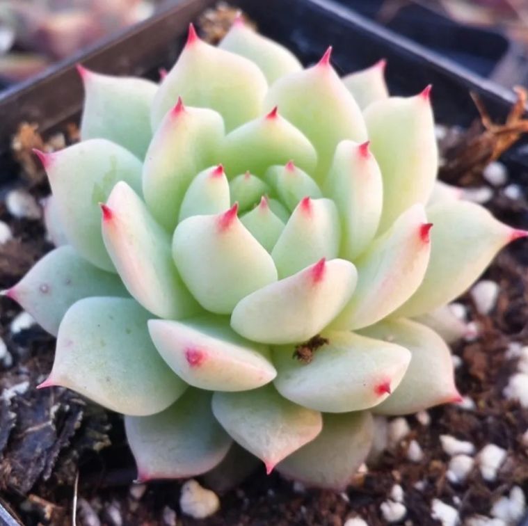 お得な10苗セット！おらいさん・cozさん・韓国苗　札付き・メルカリ便発送！ 2025年最新】coz苗の人気アイテム - メルカリ