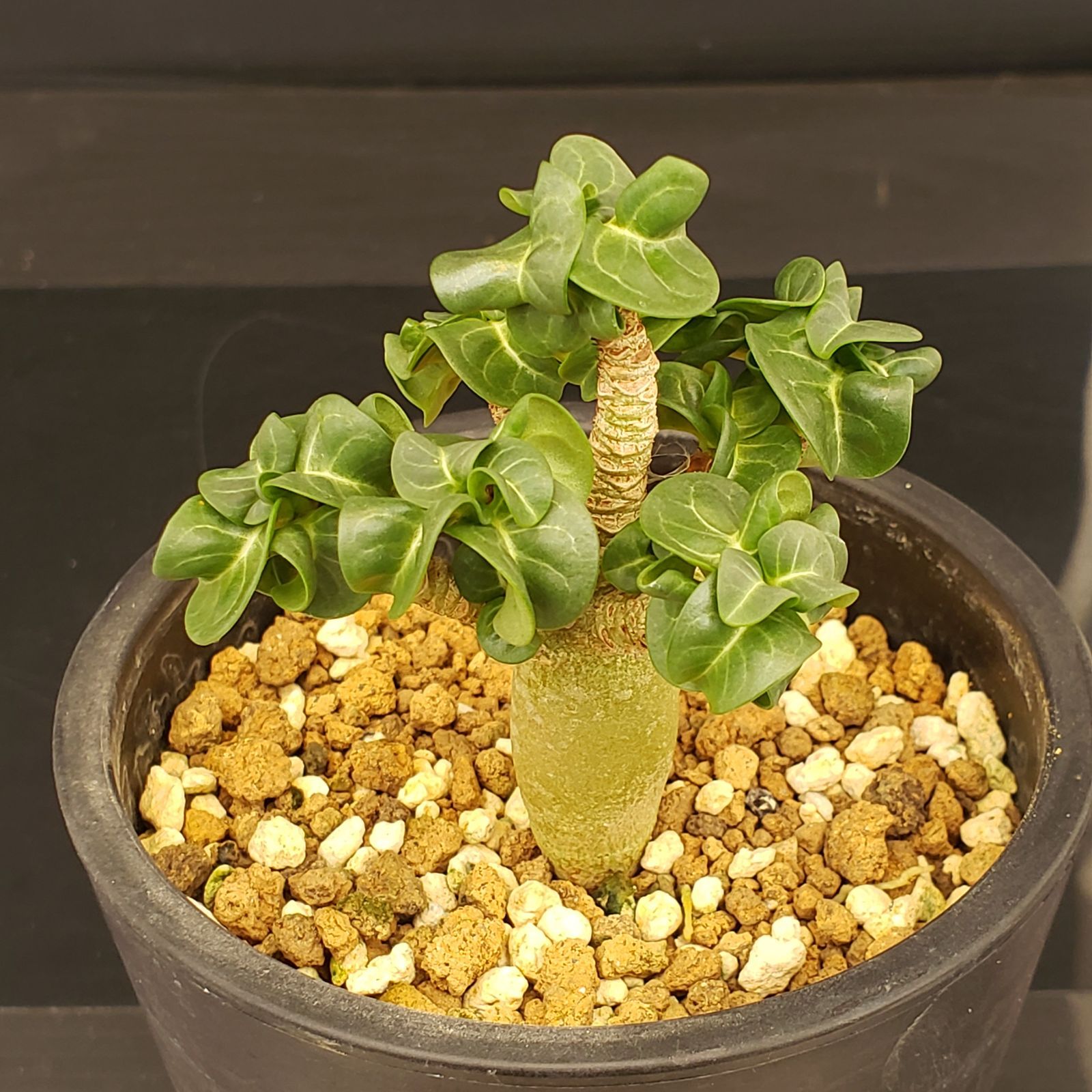 アデニウム ・獅子葉 セメント鉢付き 極美/獅子葉/アデニウム/極太