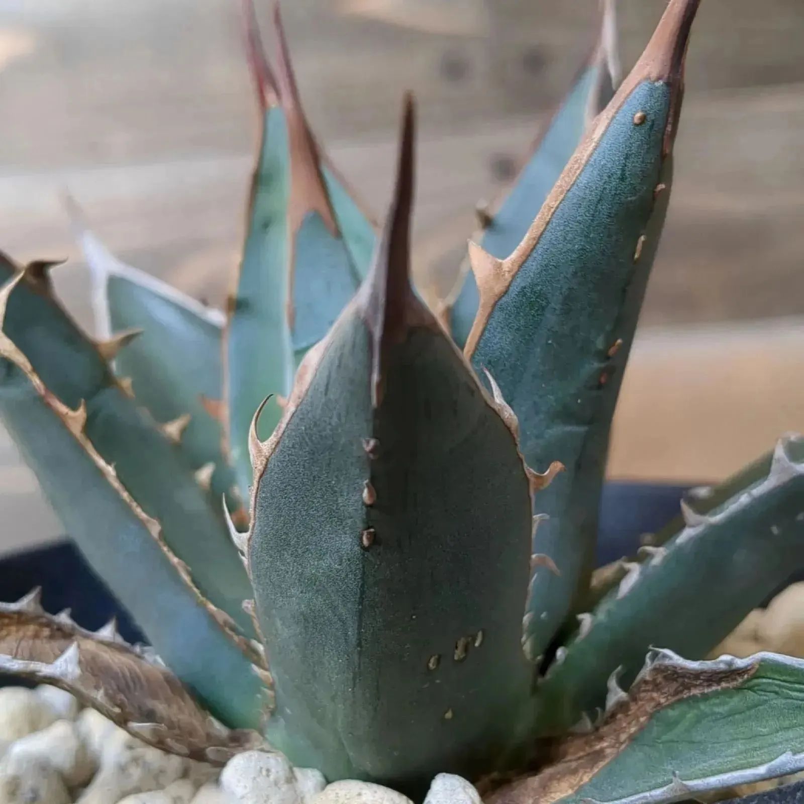 夏セールアガベパープソラム（Purpusorum）‼️26800-10800