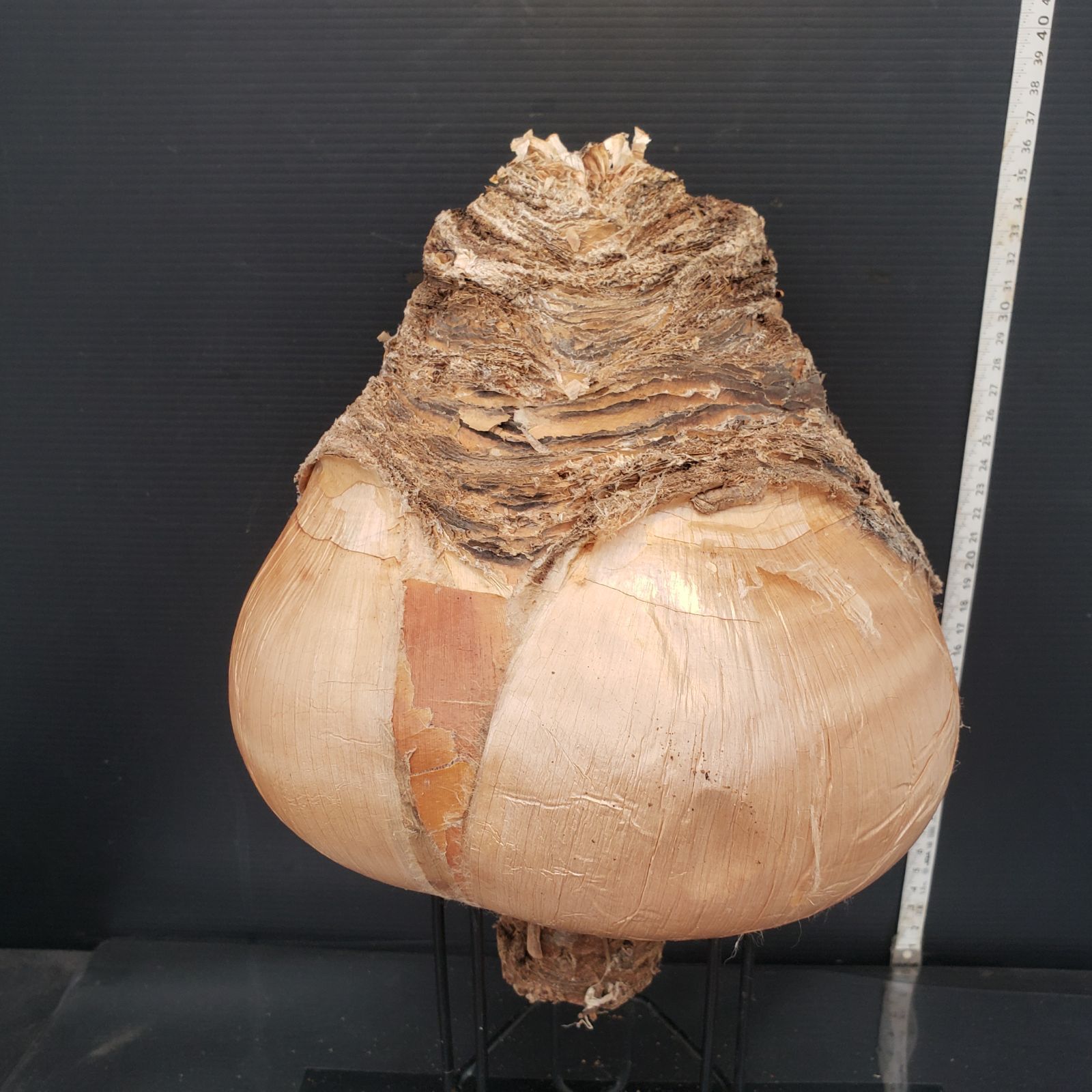 Z416 最新到着 Boophane ハエマンソイデス ML 現地球 抜き苗 球根植物 ブーファン ハエマンソイデス