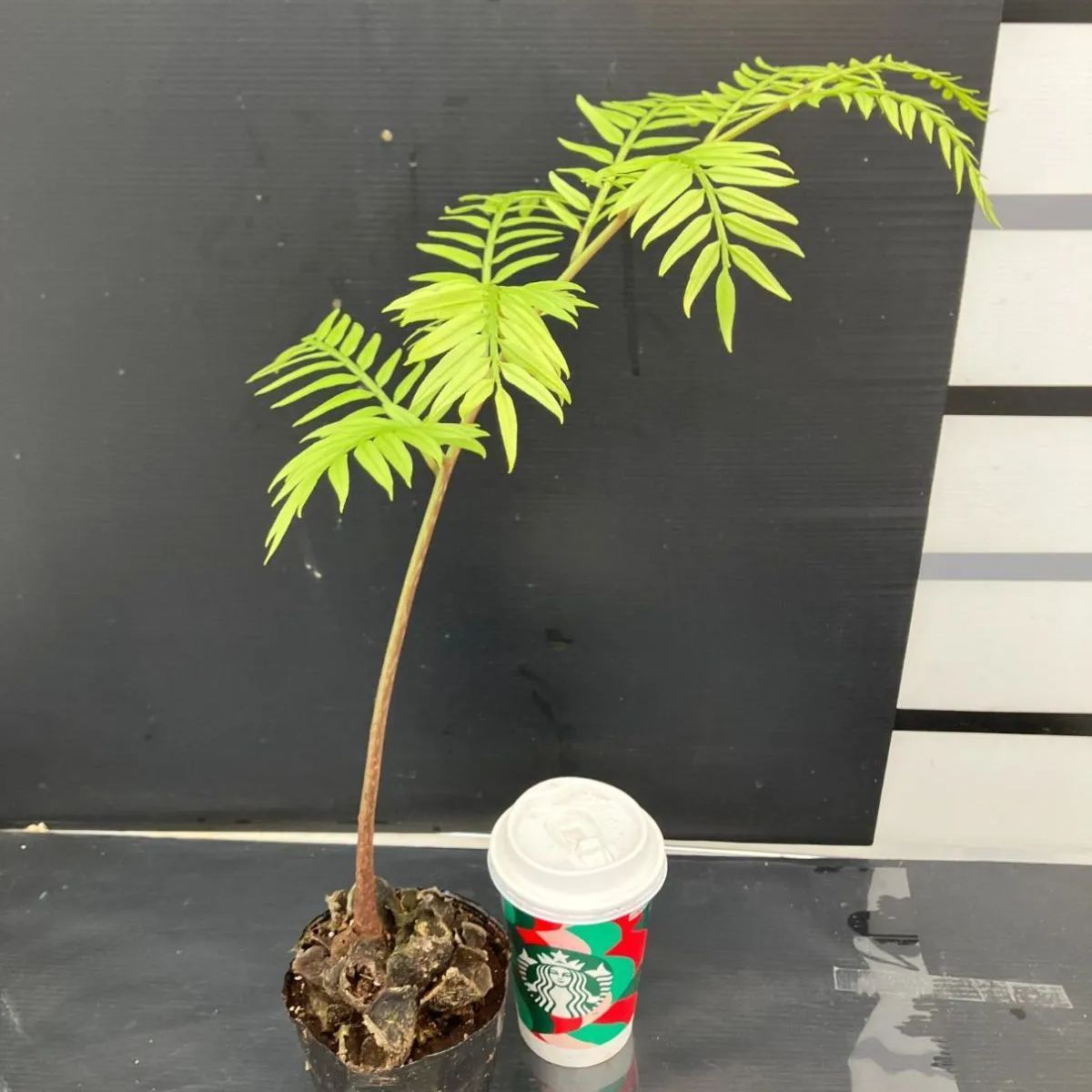 1022 「リュウビンタイ・1鉢販売・現品・Angiopteris