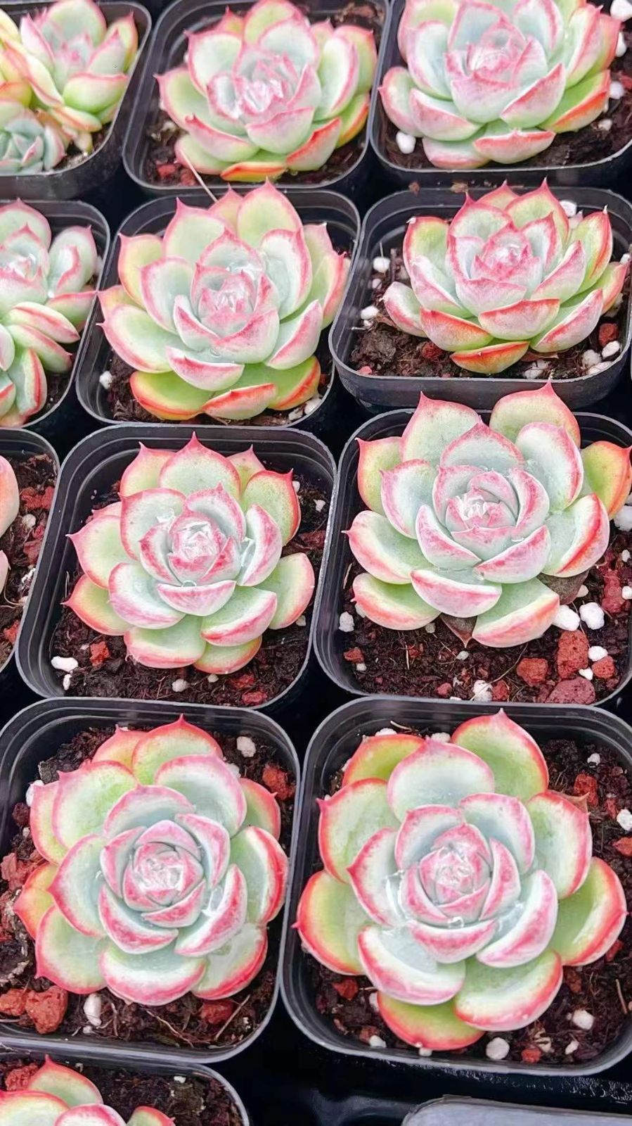 70株の抜き苗セット 粉月影 単頭 多肉植物 佐川急便発送 エケベリア 韓国苗 LL2425