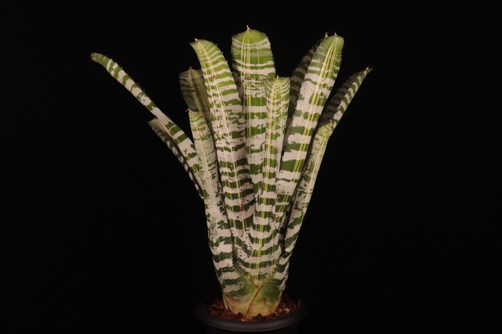 送料無料】Aechmea 'Vista'〔エクメア〕現品発送A186 /@plane plants