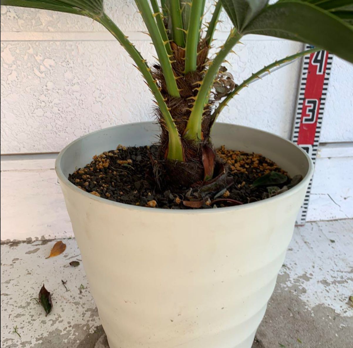 チャメロップス 約90cm チャメロプス ヤシ ドライガーデン フミリス セリフィラ