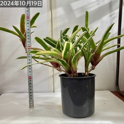 タンクブロメリア ネオレゲリア ファイヤーボール 斑入り 4号