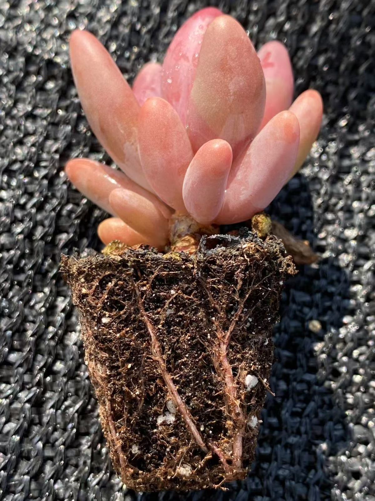 特大❣️豪華根付き韓国苗寄せ植え❣️ sddefault.jpg