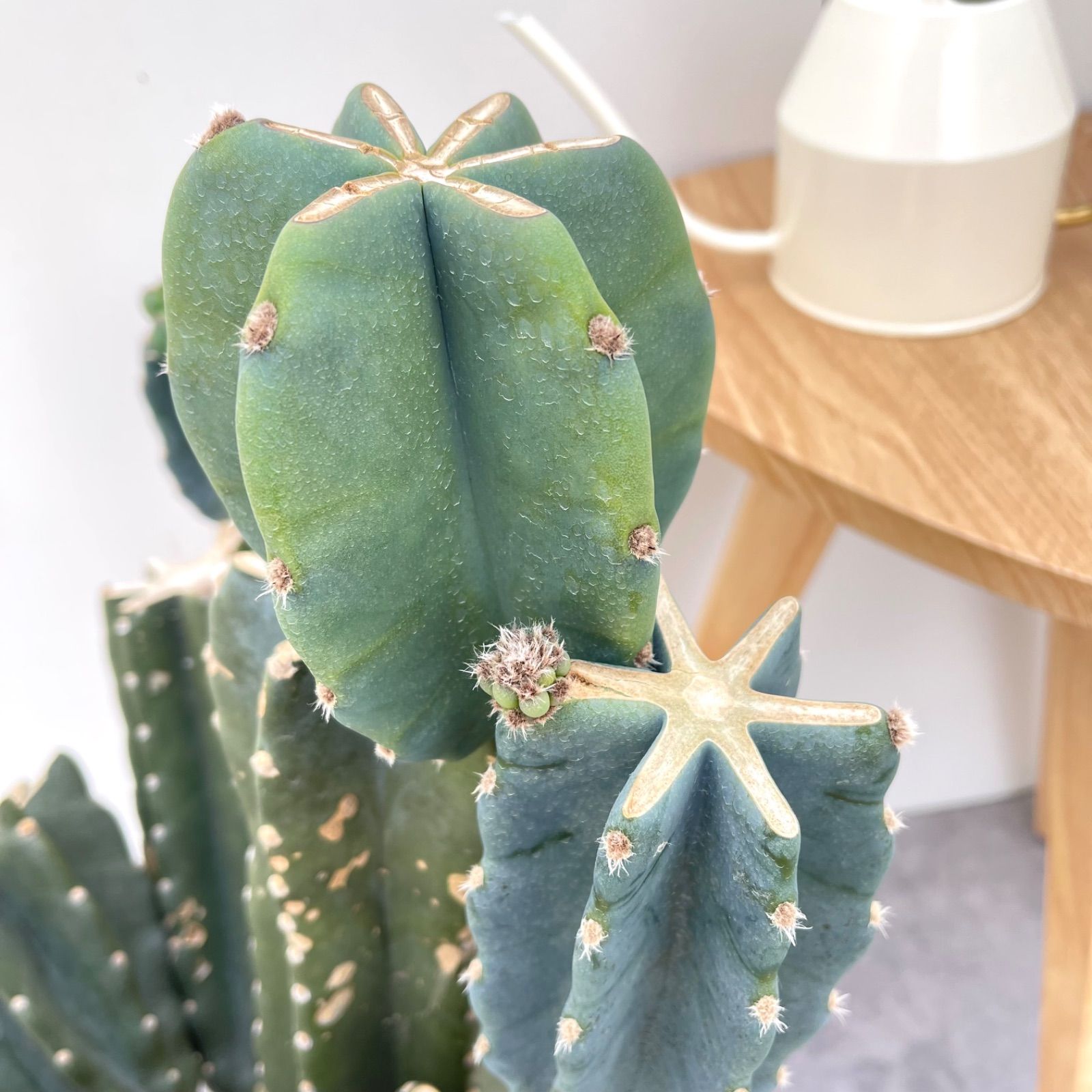 柱サボテン ブランチ 10【現品】観葉植物 室内 ドライガーデン 大型