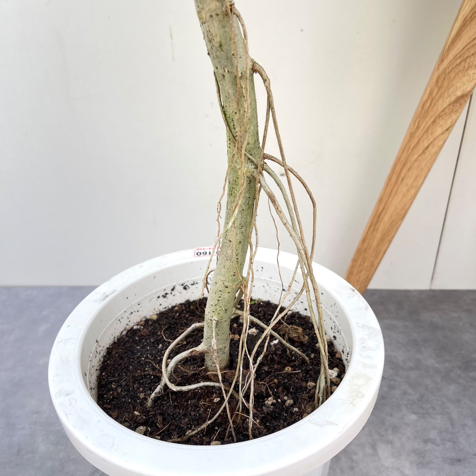 フィカス ウンベラータ 曲がり 2 フィカス 