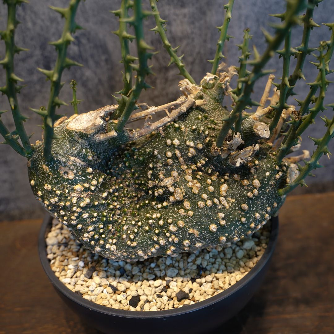 アデニア グロボーサ 現地球 発根株 発芽 (鉢付き) アデニア