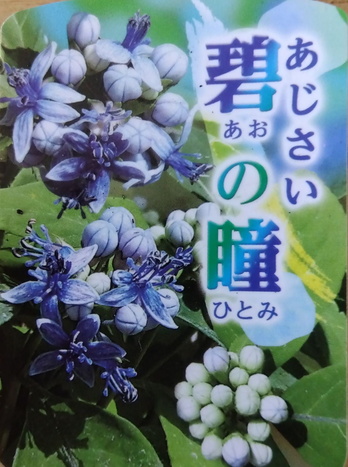 常山紫陽花 挿木苗カ