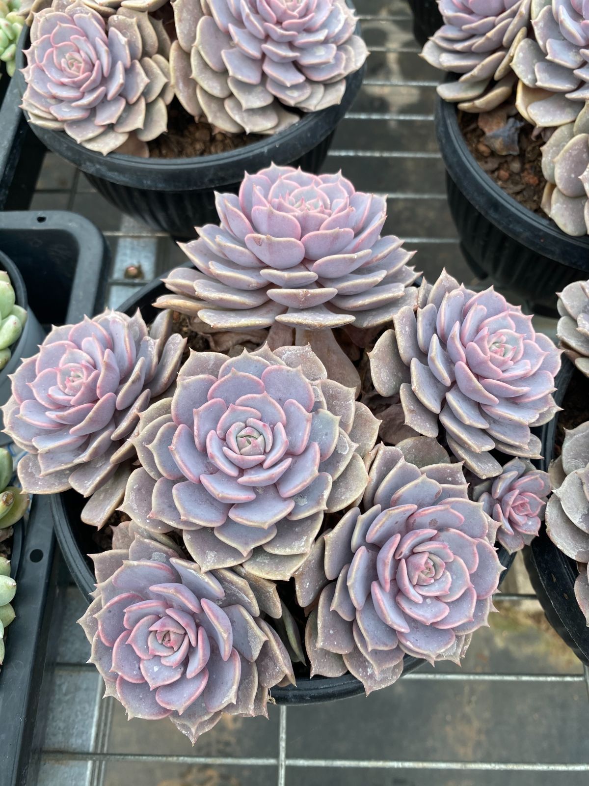 3苗セット フラワー・ガーデニング 【35株の抜き苗セット