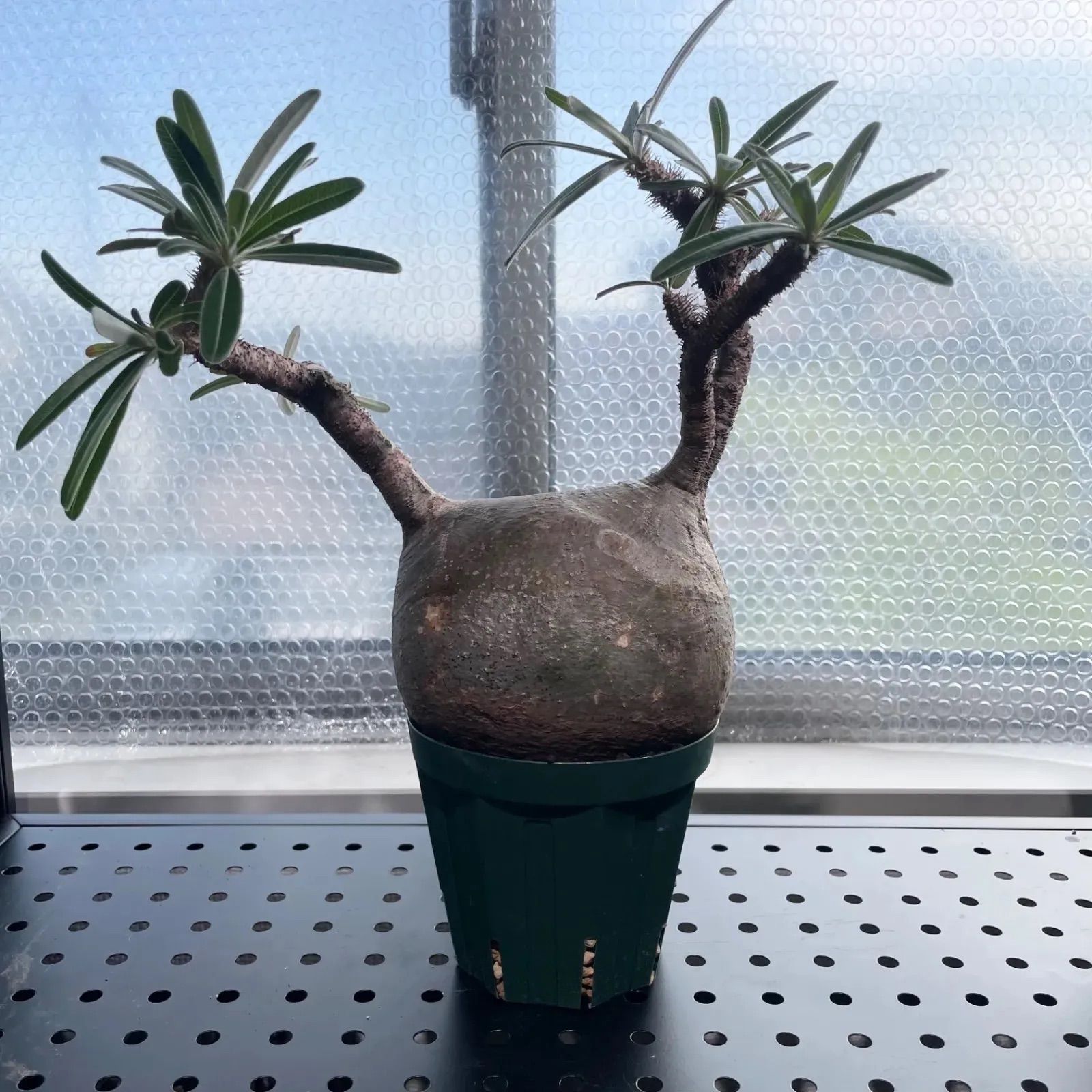 グラキリス 現地球 発根済み 【公式通販】