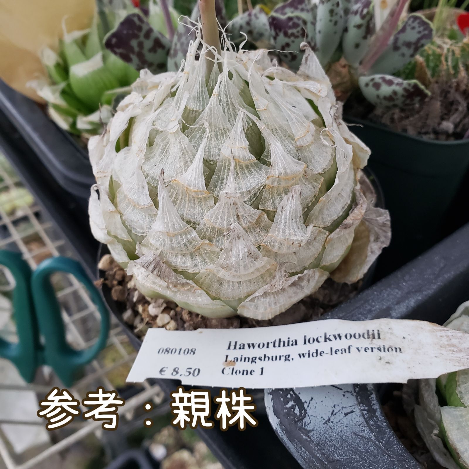 種子１０粒 ハオルチア ロックウッディ 多肉植物 Haworthia lockwoodii - メルカリ