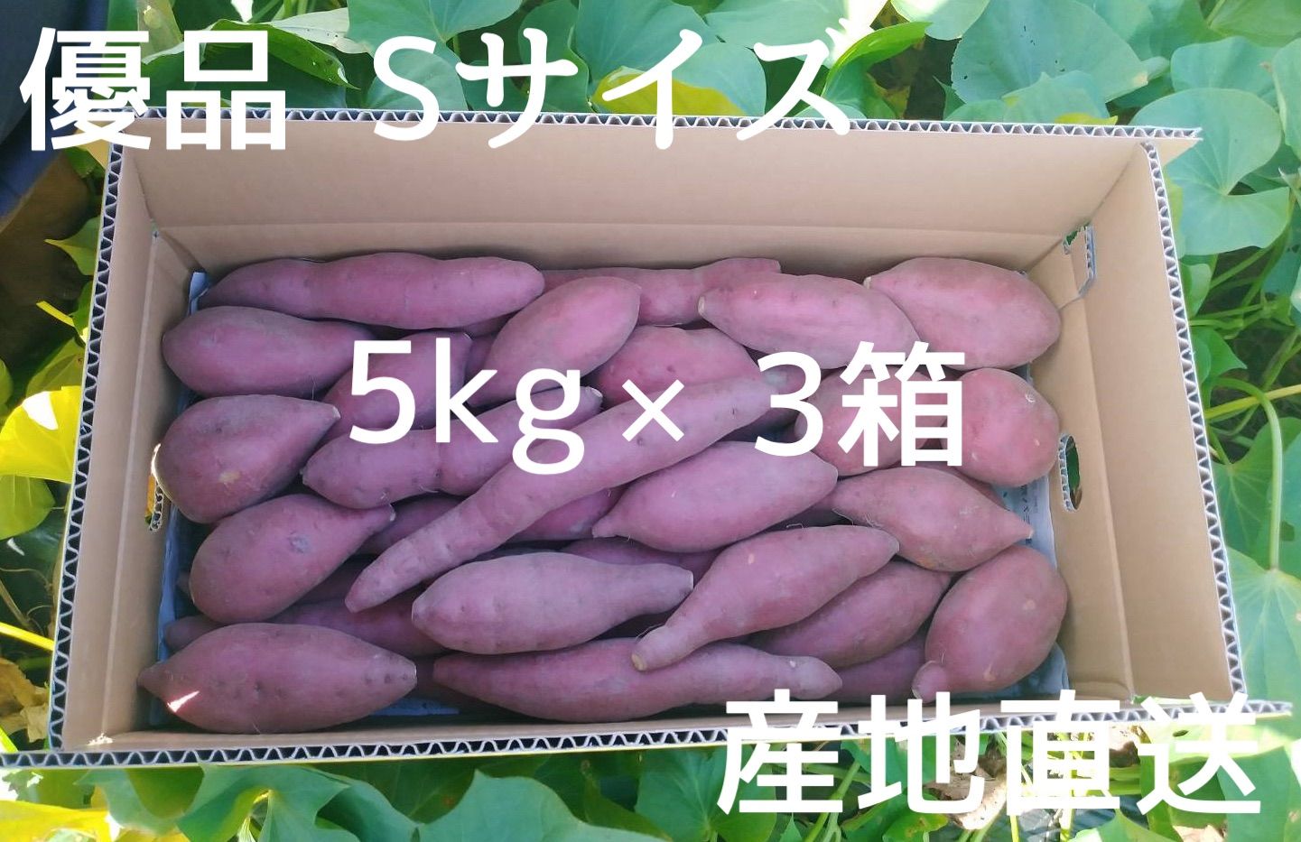 産地直送 なると金時 優品Sサイズ 5kg×3箱セット