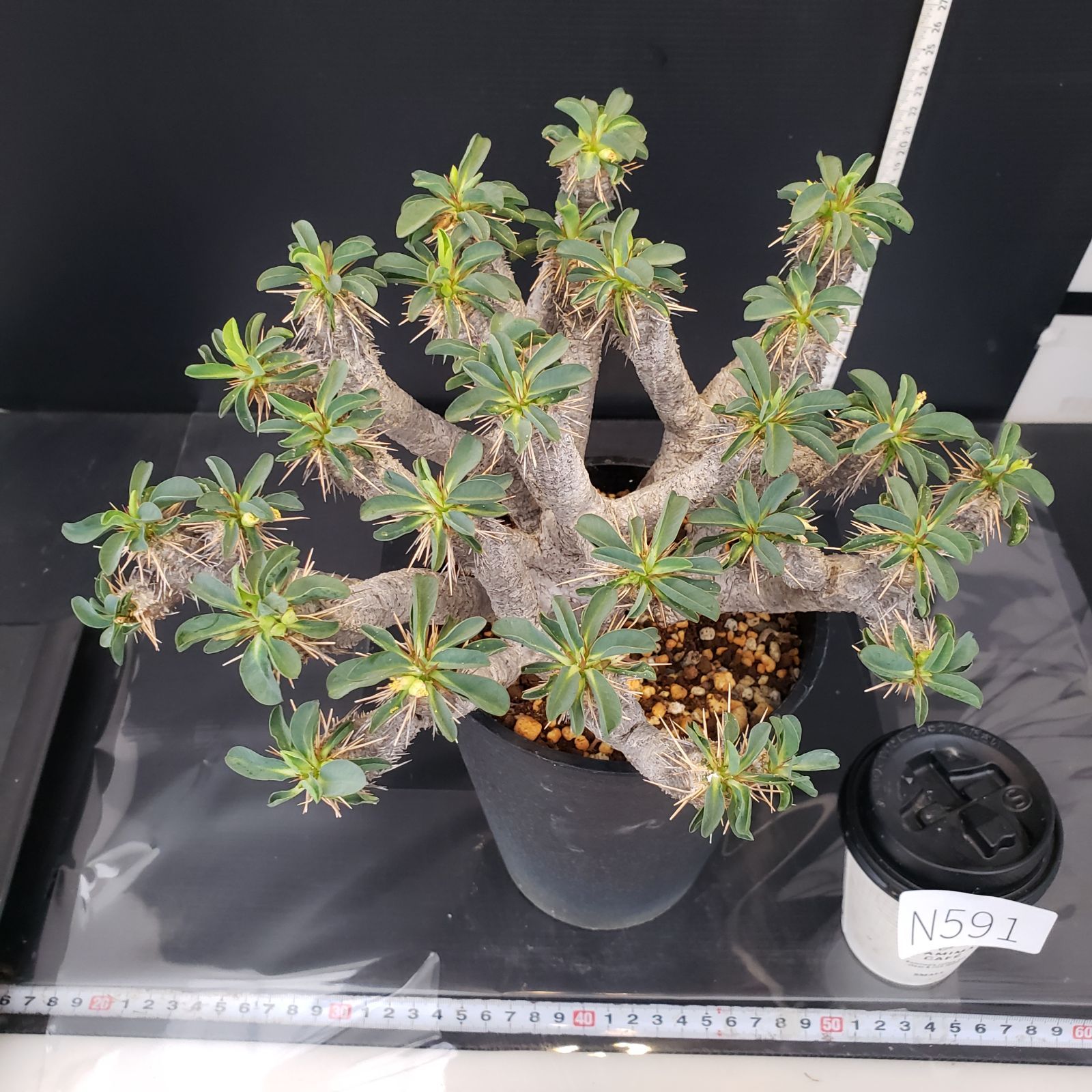 N591【自社養生株】ユーフォルビア ギラウミニアナ（現地球・発