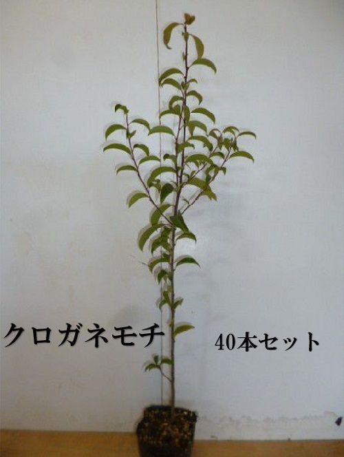 40本セット クロガネモチ樹高0.5m前後10.5cmポット