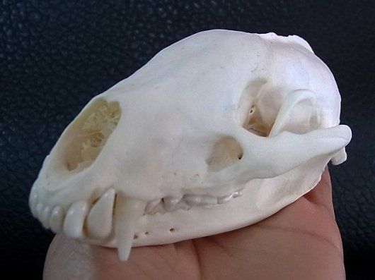 東京通販美！アジア アナグマ（Asian badger）の頭骨 置物