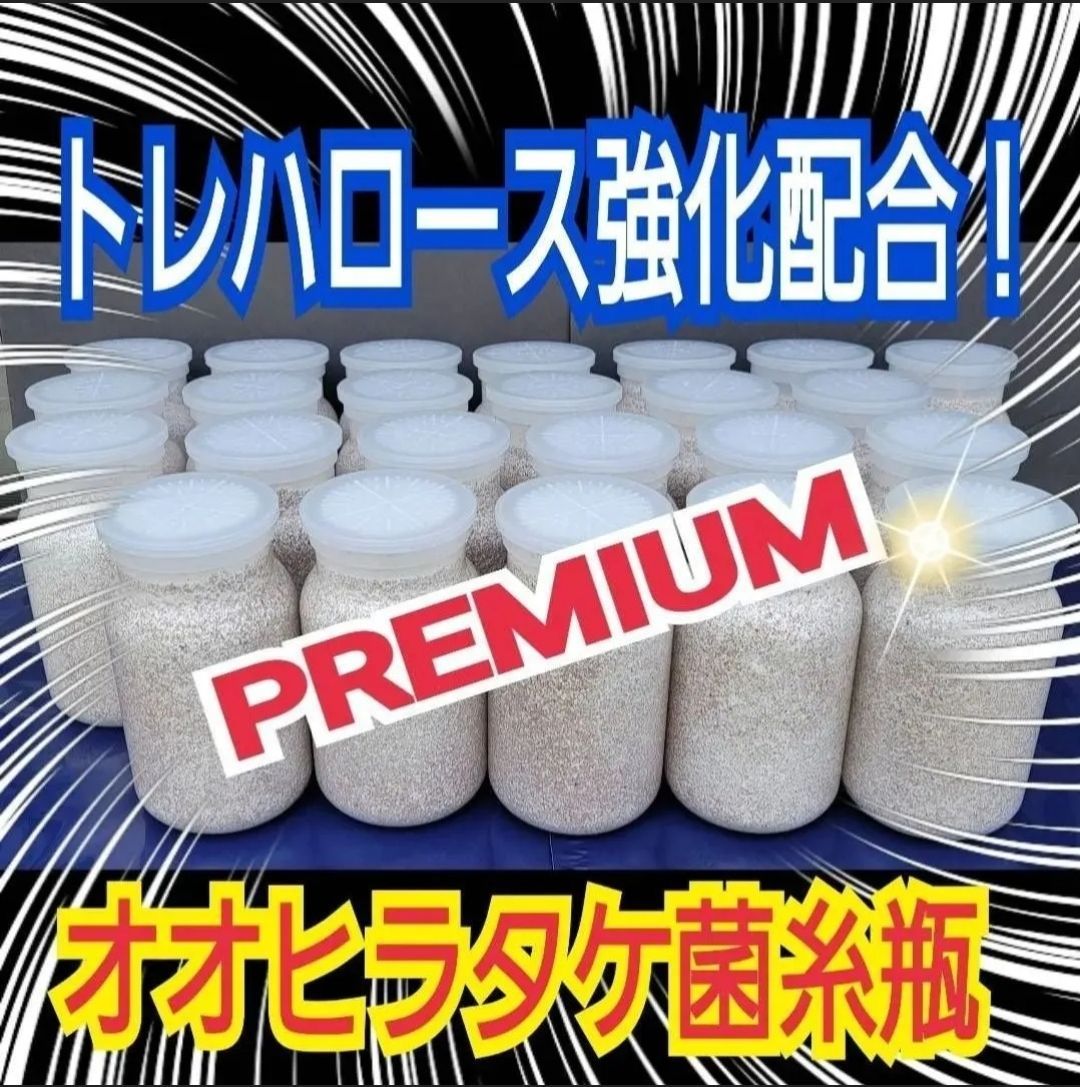 クワガタ幼虫が大きくなる 特選オオヒラタケ菌糸瓶 10本セット トレハロース キトサン ローヤルゼリー入り 特殊アミノ酸強化配合 オオクワガタ ヒラタ ノコギリ ニジイロに