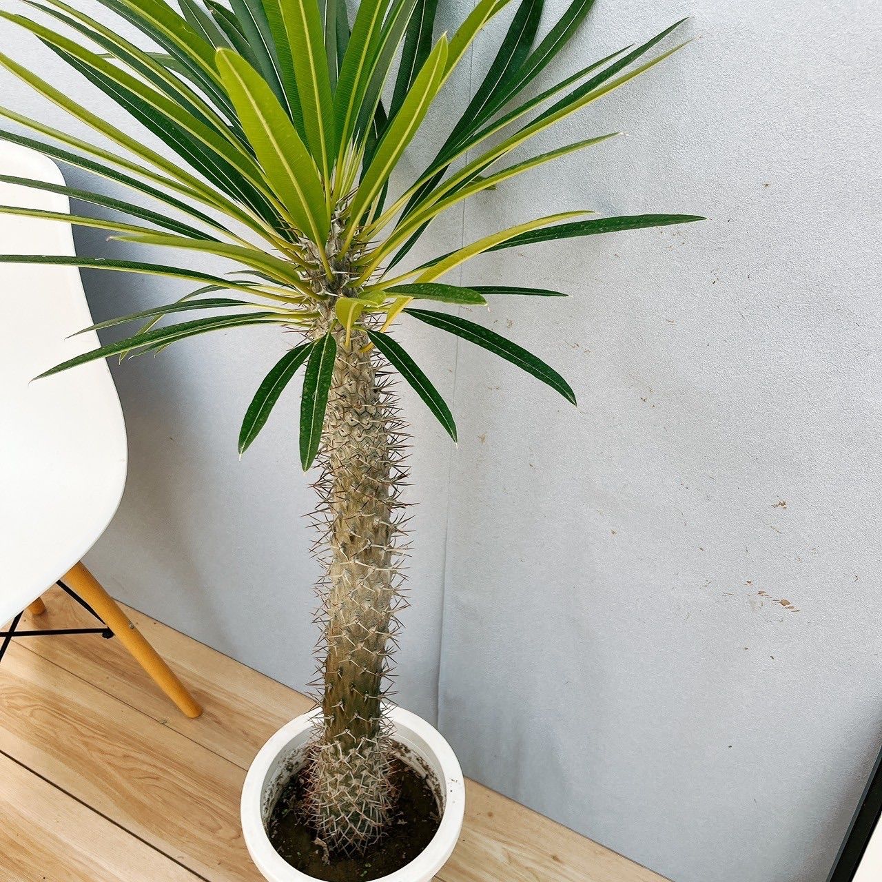 早い者勝ち特価！ 綴化 パキポディウム グラキリス 発根済み 挿し木 大