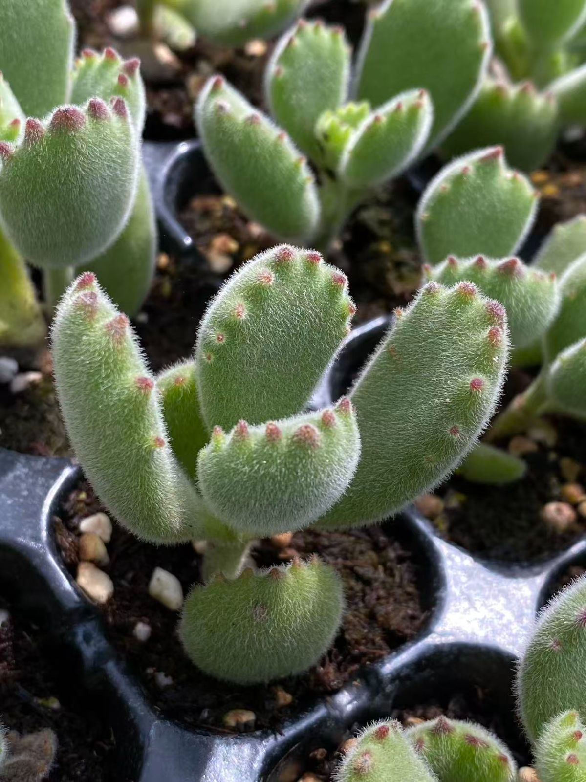 50株の抜き苗セット】プリリンゼアナ単頭 多肉植物 佐川急便発送