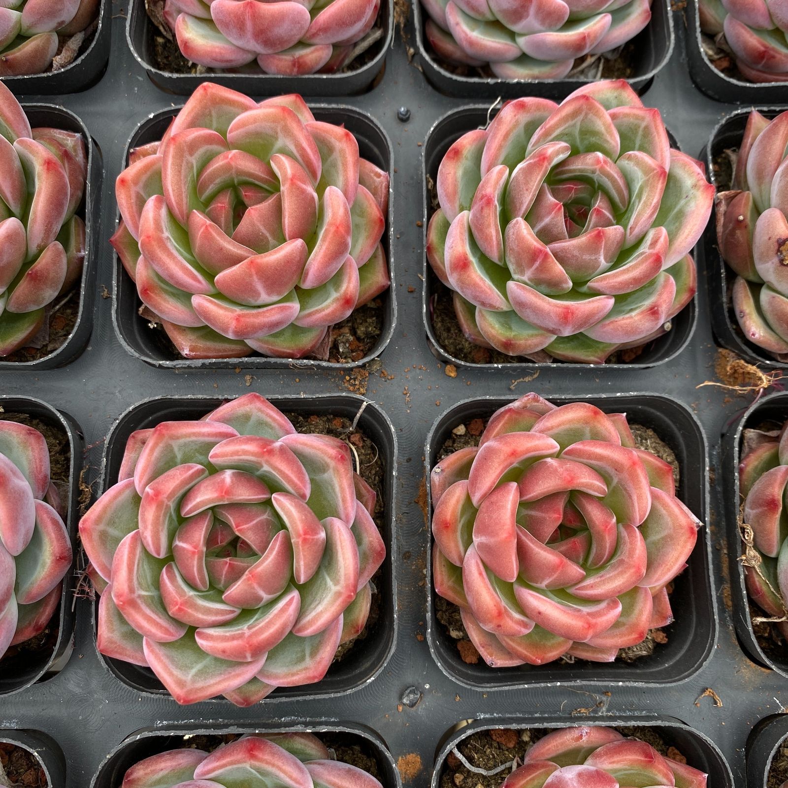 50株の抜き苗セット】レッドシャンペーン 多肉植物 佐川急便発送