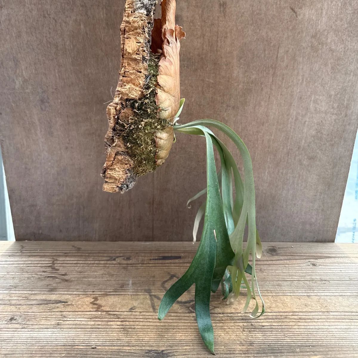 コウモリラン ウィリンキー コルク付 現品 Platycerium