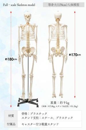 【新品】等身大 人体骨格模型 170cm 神経根有り キャスター付き (1体) 等身大 人体模型 170cm 神経根有り 全身骨格模型 骨格標本 17