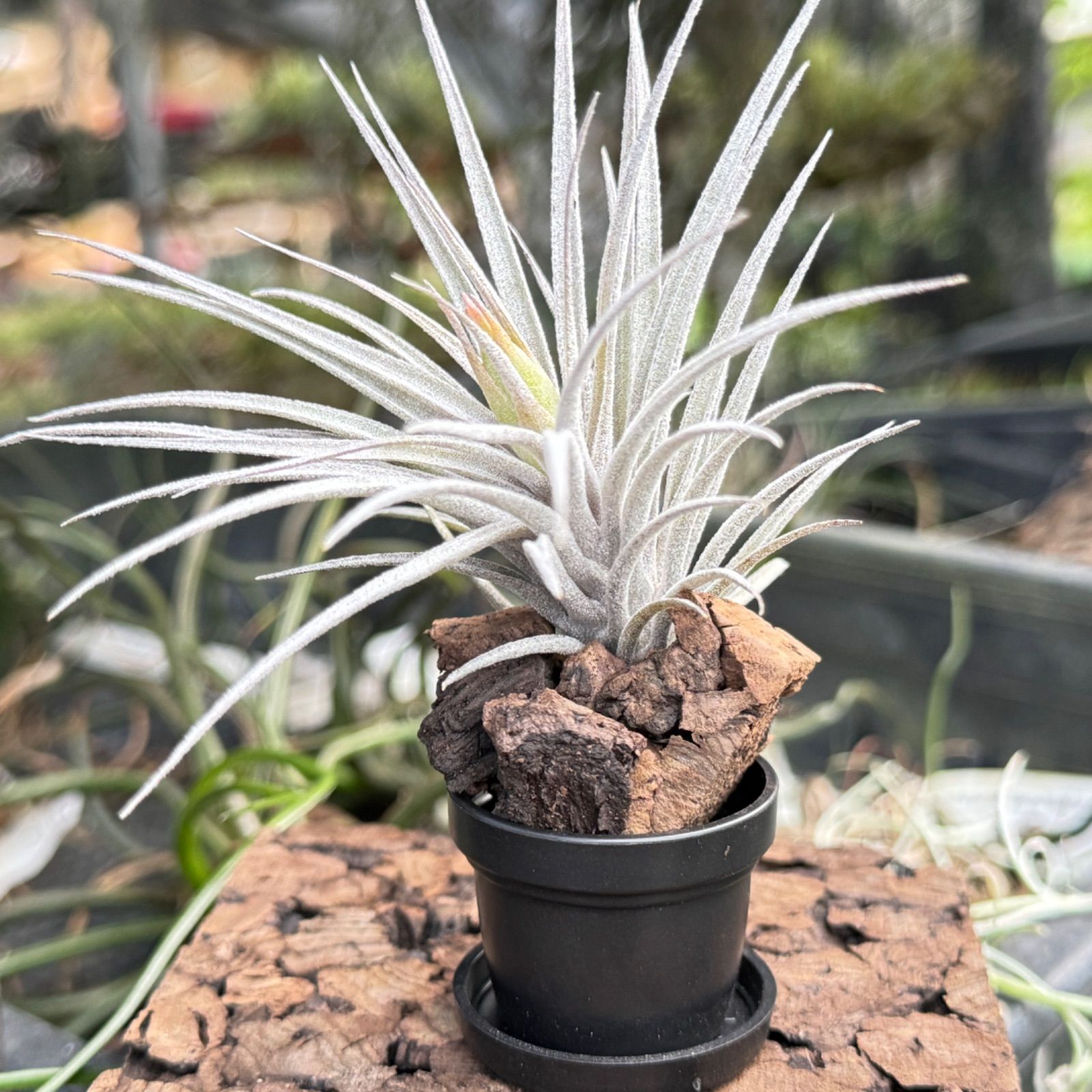 花芽＊青白濃密トリコーム＊ふにゃふにゃタイプ＊ チランジア スークレイ  Tillandsia sucrei＊鉢など付属しません＊エアプランツ＠フラワーショップ江口