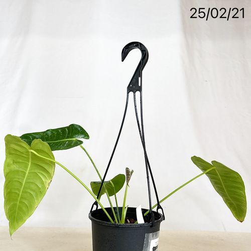 希少！ 観葉植物 アンスリウム ベイチー 5号吊り鉢 個体B(現品