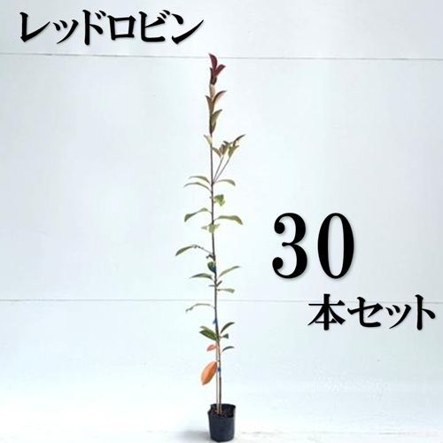 30本セット レッドロビン樹高0.5m前後10.5cmポット
