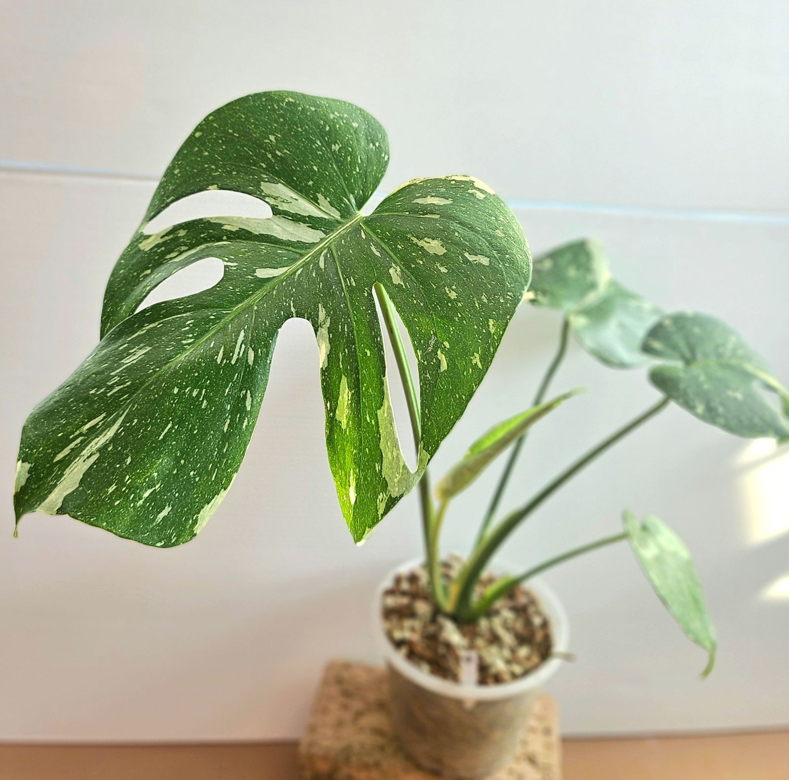 モンステラ タイコンステレーション イエローモンスター 新芽あり