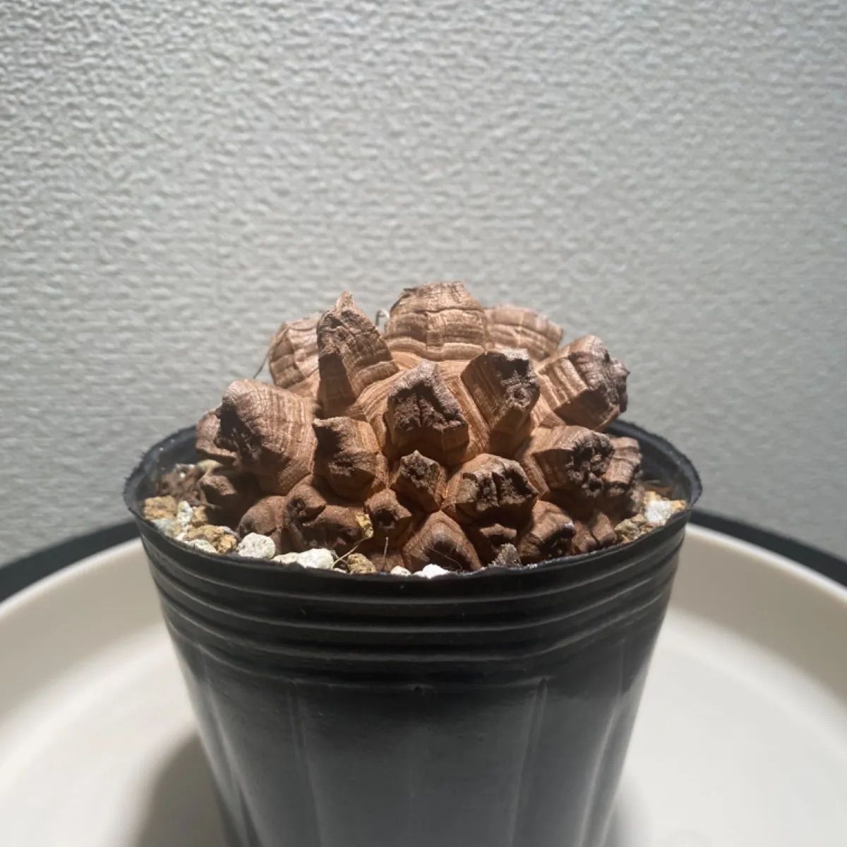 亀甲竜 本店 長谷川園芸 Dioscorea