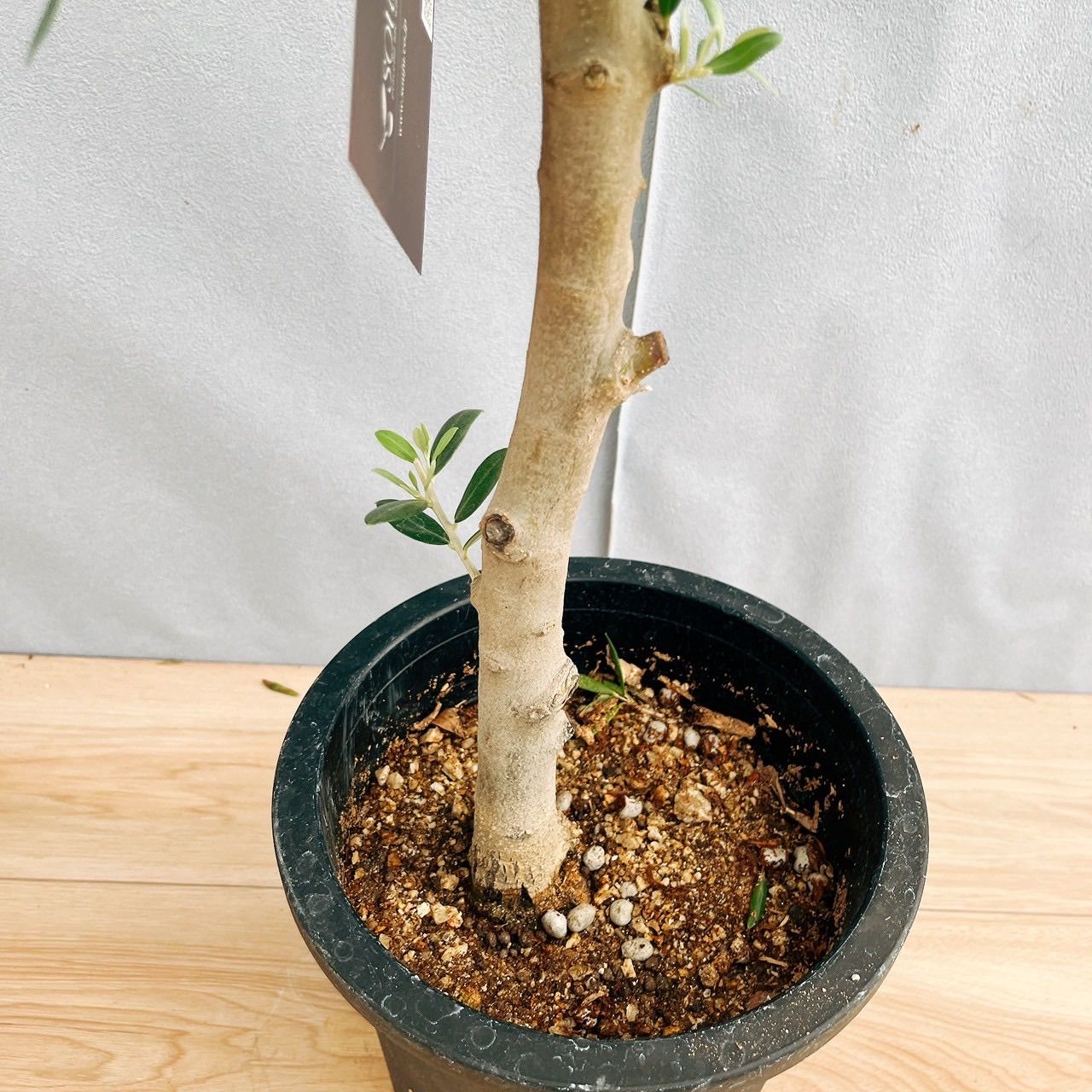 現品］【希少】☆数量限定☆36番 創樹 オリーブ セント