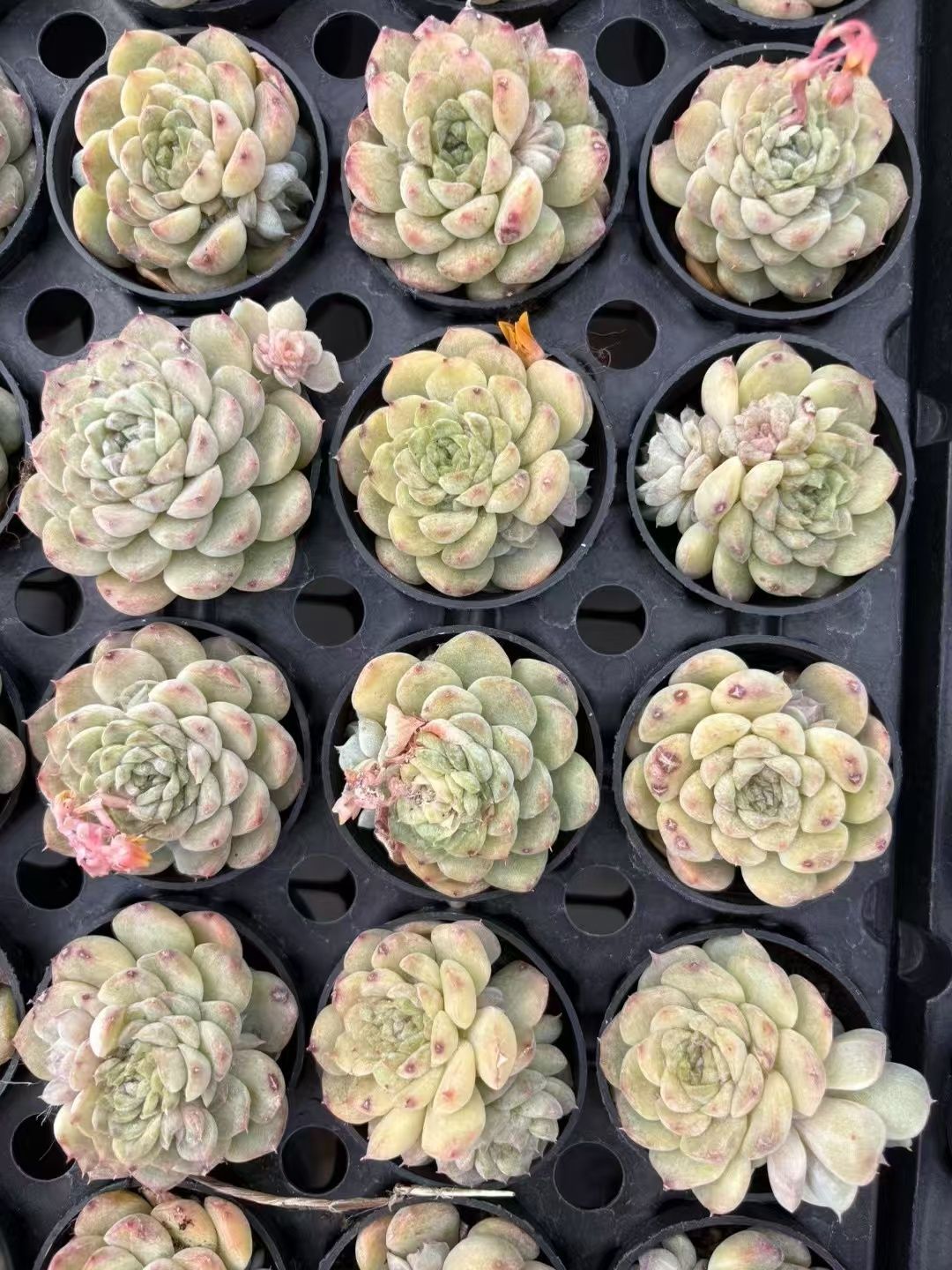 抜き苗 ビンビン XJB425×50株 ふっくら 多肉植物 エケベリア サボテン