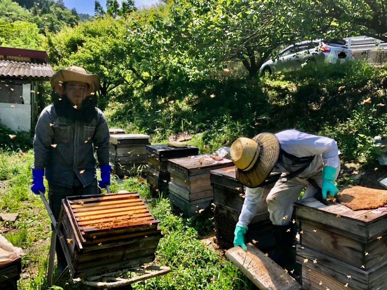 百花蜜はちみつ 2.５合瓶 0.６k 令和5年産 愛媛 砥部産 - メルカリ