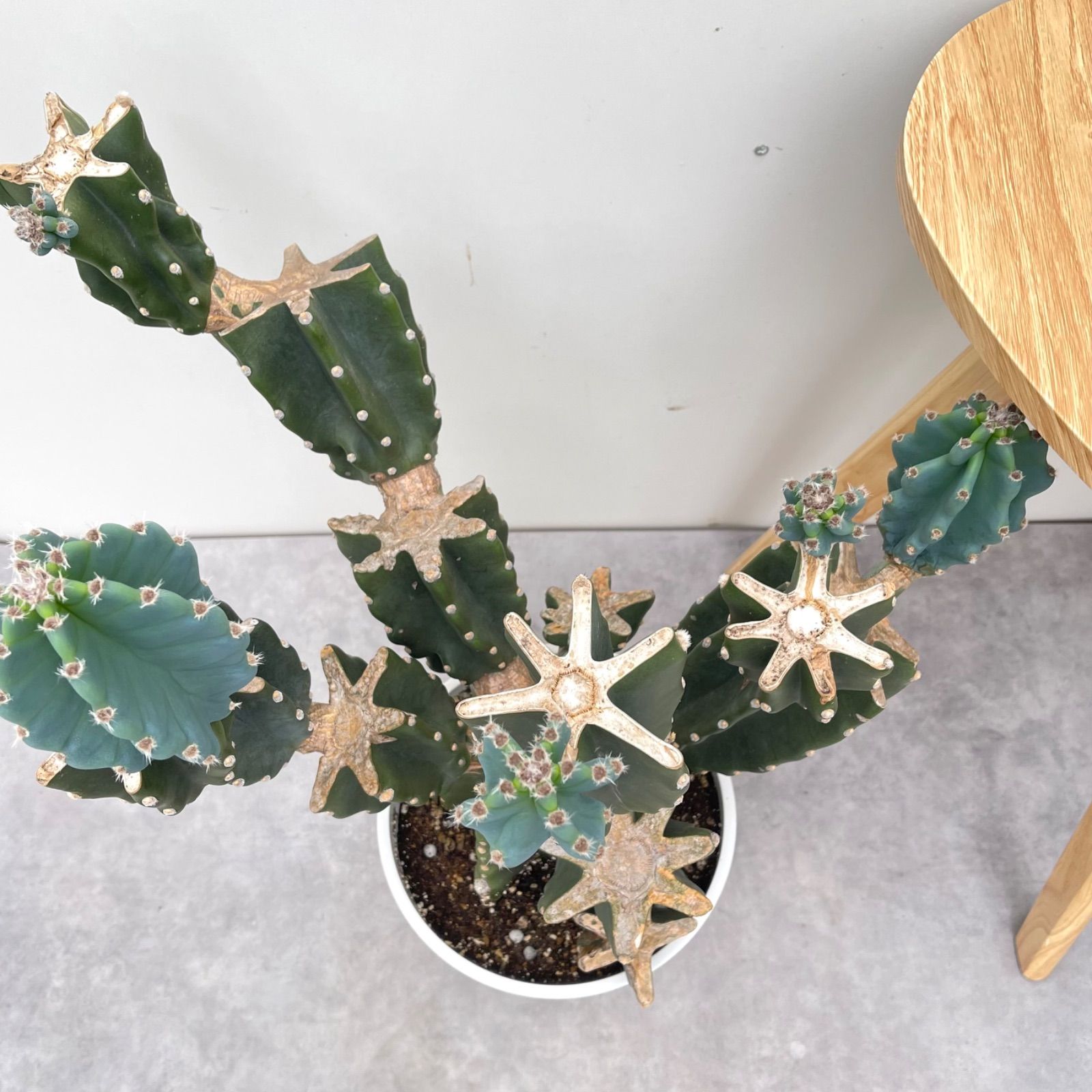 柱サボテン ブランチ 29【現品】観葉植物 室内 小売業者 ドライ