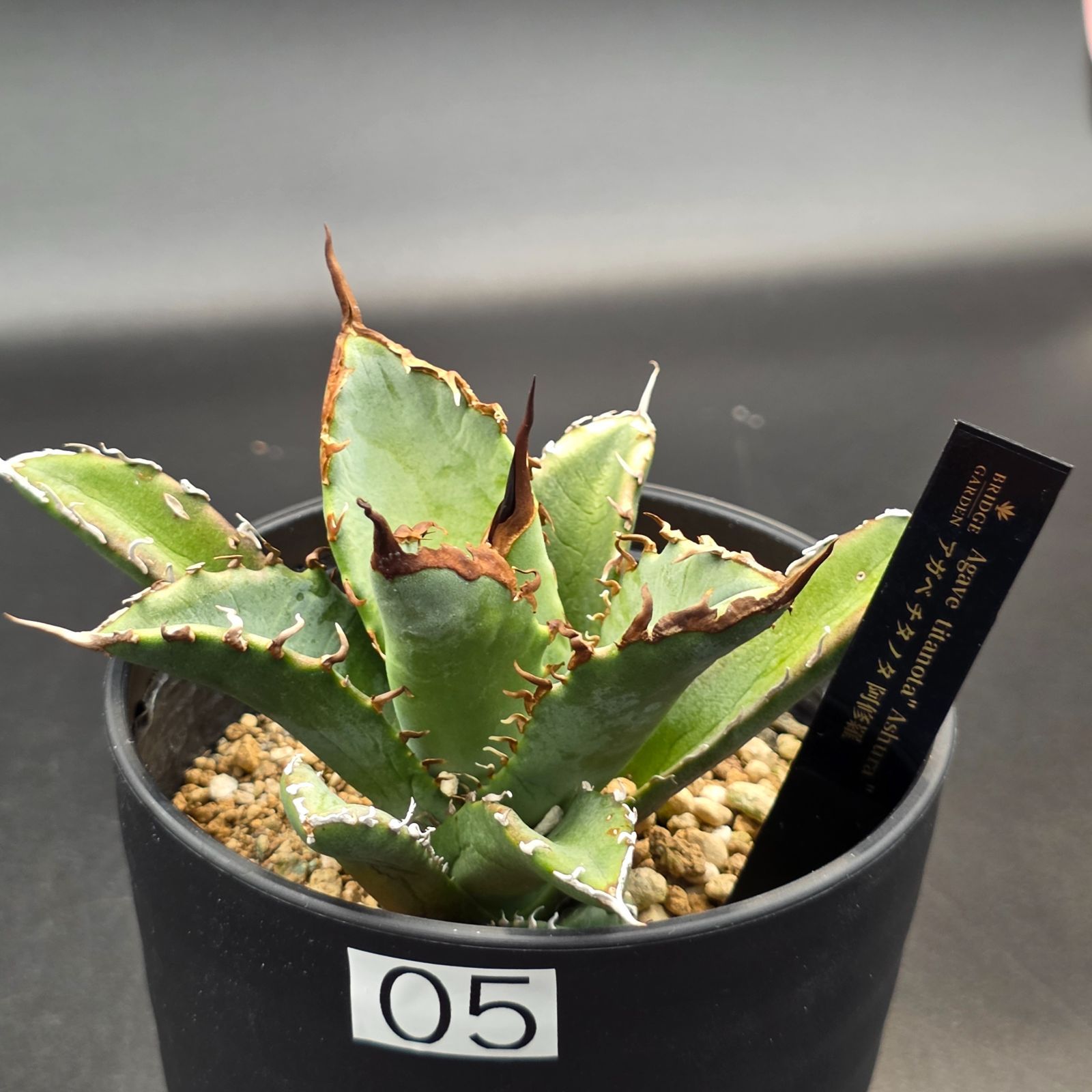 送料無料／アガベ・パラサナ｜荒々しいフォルムが魅力のワイルド