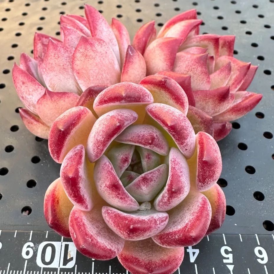 ソングフォーユー song for you エケベリア 多肉植物 韓国苗 2025新