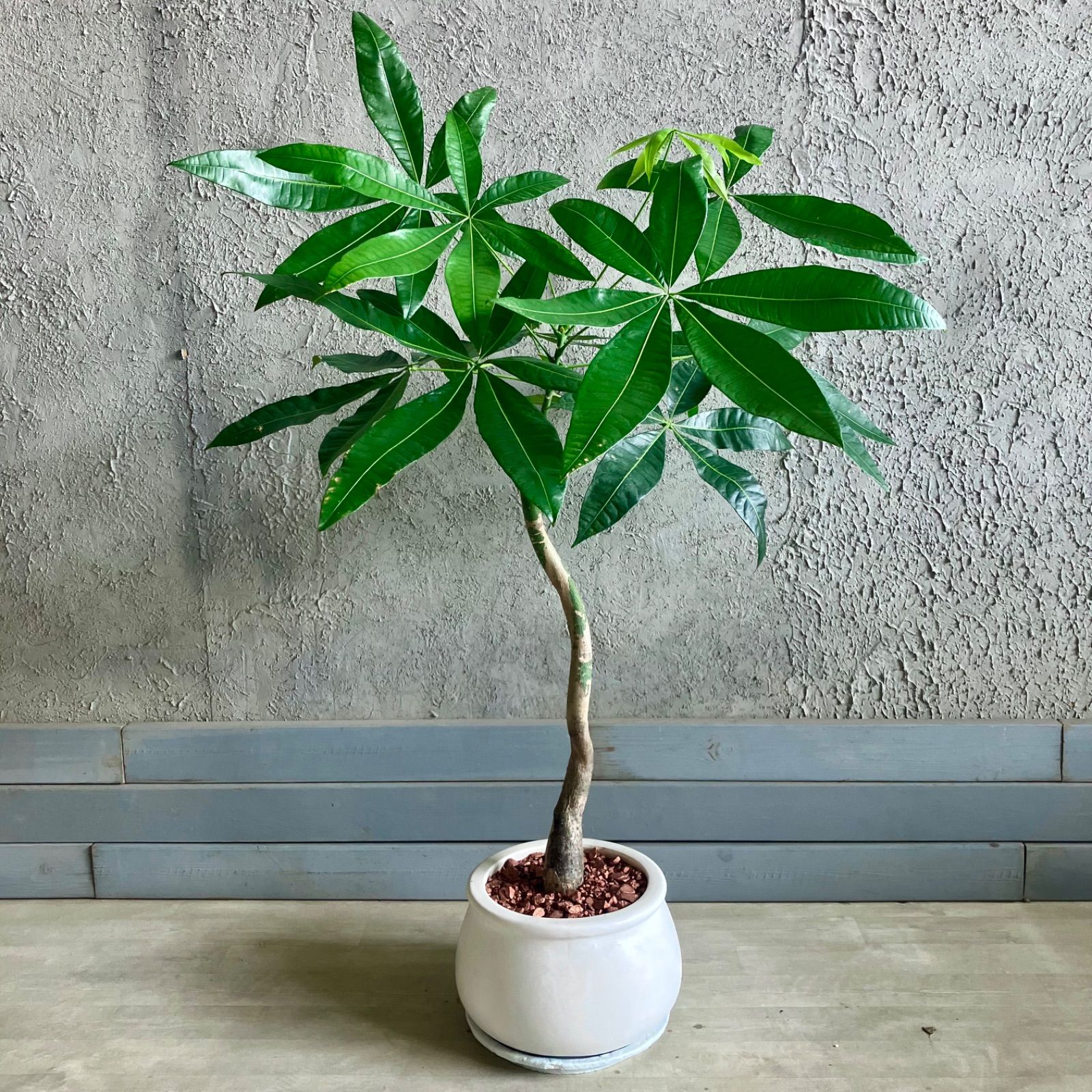 美形 根上がり モンステラ デリシオーサ 9号 テラコッタ鉢植え