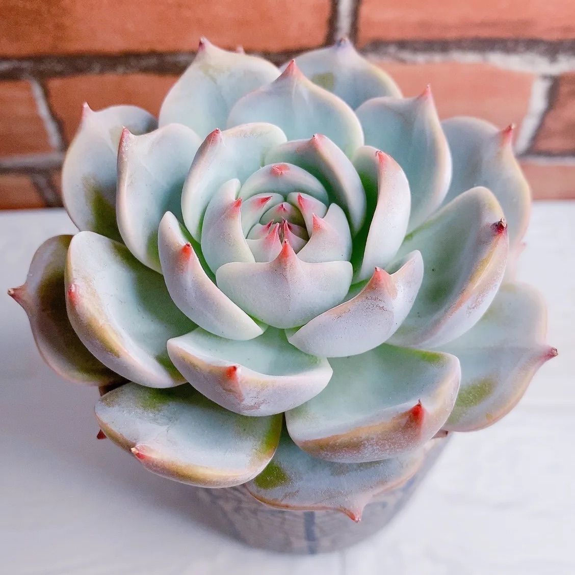 卸売 韓国苗 エケベリア 多肉植物 ピカチュウ 植物/観葉植物 