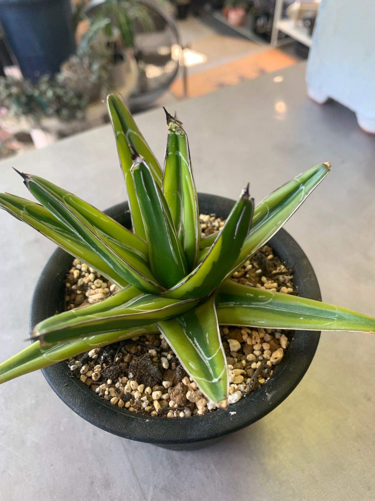 アガベ フィリグリー中株 子株1つ付き チタノタ「フィリグリー 2 発根