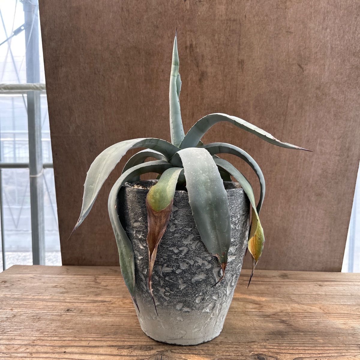 アガベ サルミアナ・フェロックス 現品 陶器鉢 Agave salmiana